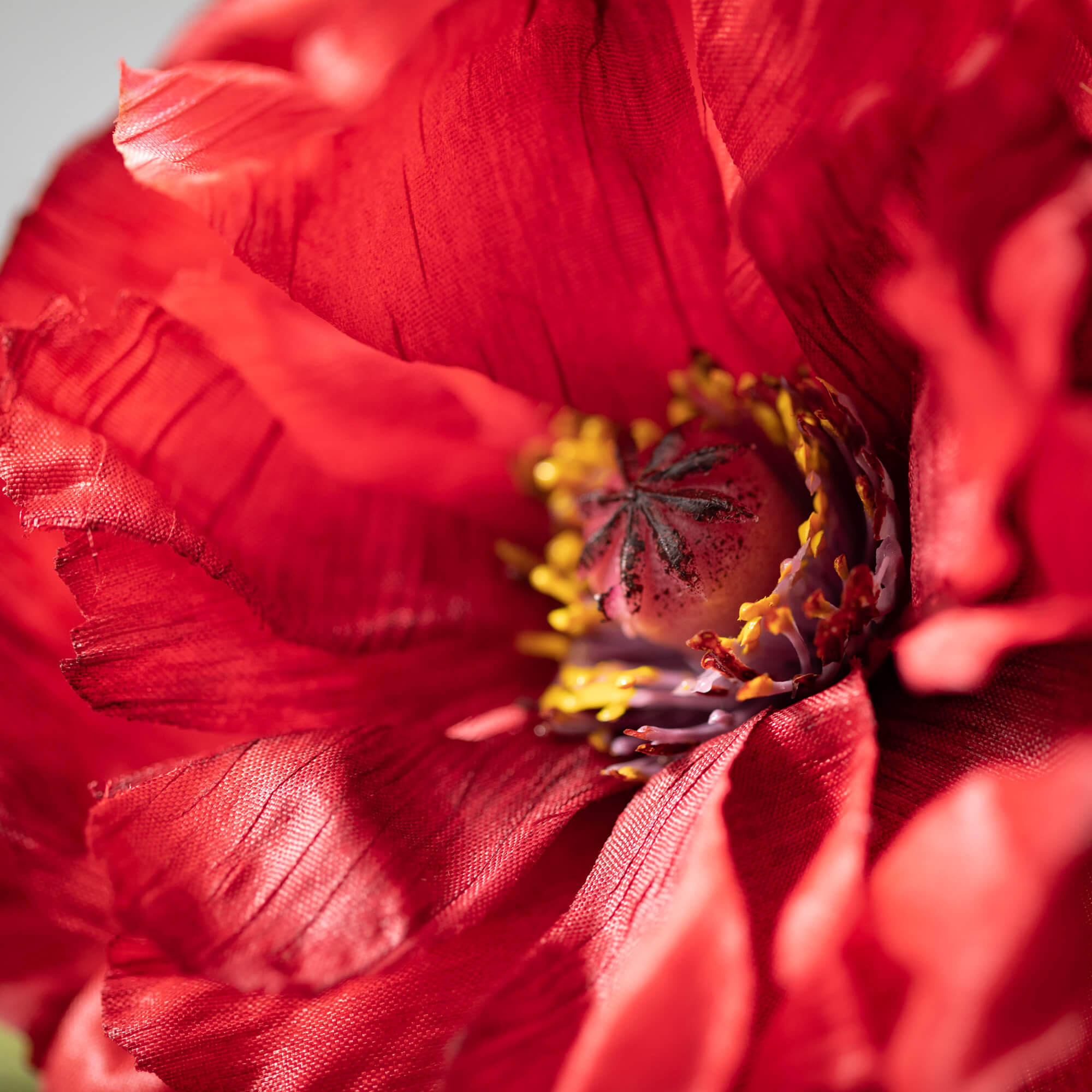 Radiant Red Poppy With Bud